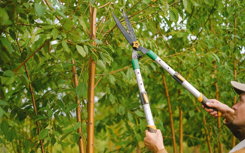 Tree trimming in Bomont, WV