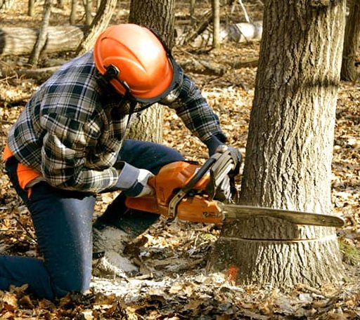 Tree Removal in Bomont, WV